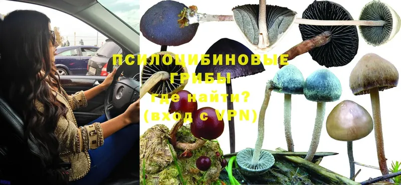 Галлюциногенные грибы Psilocybe Амурск